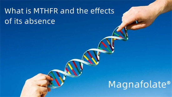 MTHFR কি এবং এর অনুপস্থিতির প্রভাব