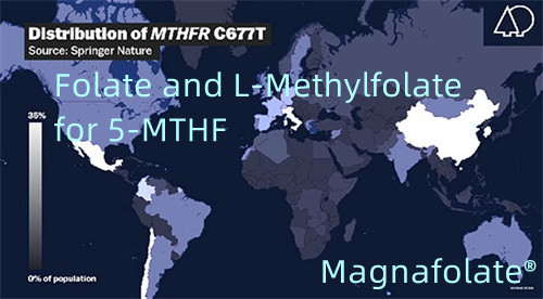 5-MTHF এর জন্য ফোলেট এবং এল-মিথাইলফোলেট