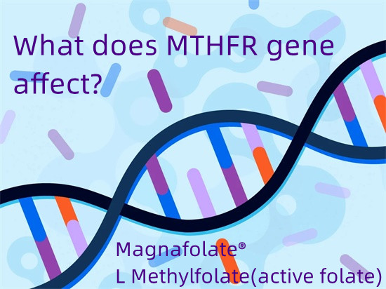 MTHFR জিন কি প্রভাবিত করে?