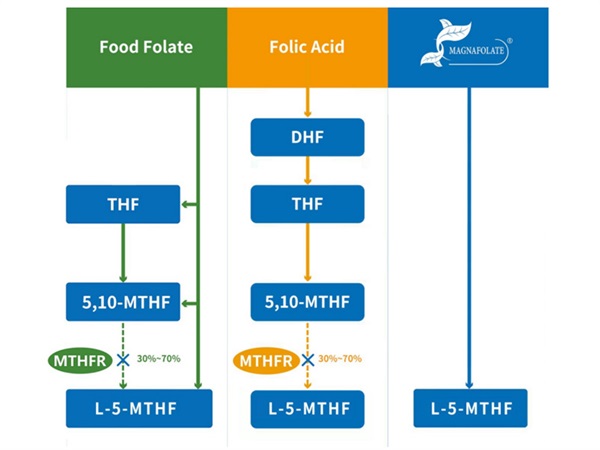 L-5-Methyltetrahydrofolate ক্যালসিয়াম ধারণা এবং L-5-Methyltetrahydrofolate ক্যালসিয়াম উত্পাদন সরবরাহকারী