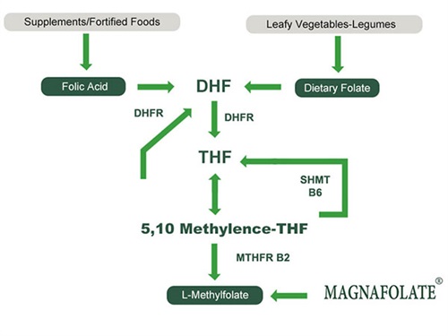 L-5-Methyltetrahydrofolate ক্যালসিয়ামের ব্যবহার